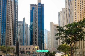 Fototapeta premium A green tree and sand coloured and blue towers of Jumeirah Beach Residence in Dubai