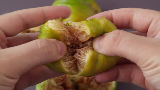 Hands breaking fresh ripe figs