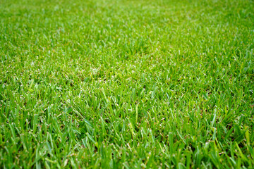 Green field of St. Augustine grass.
