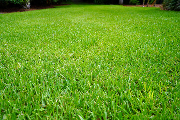 Green field of St. Augustine grass. - obrazy, fototapety, plakaty