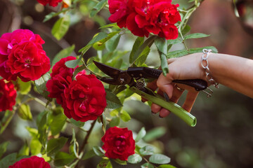 A beautiful red rose in the gardener's hand. A woman with garden pruners cuts off dry buds. Care of...