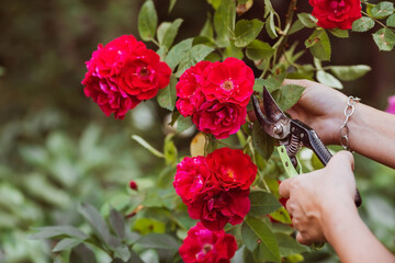 A beautiful red rose in the gardener's hand. A woman with garden pruners cuts off dry buds. Care of plants in the garden.