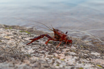 Ecrevisse de Louisiane (Procambarus Clarkii) au bord du Lac du Salagou