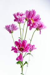 A beautiful dahlia flower isolated on white background