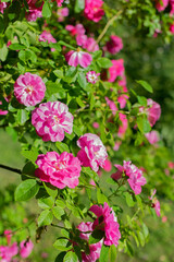 Bright large juicy scarlet roses in a summer sunny garden among green foliage