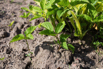 Young green sprouts on the ground closeup