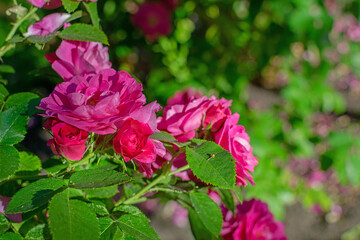 Obraz premium Bright large juicy scarlet roses in a summer sunny garden among green foliage