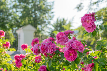 Bright large juicy scarlet roses in a summer sunny garden among green foliage