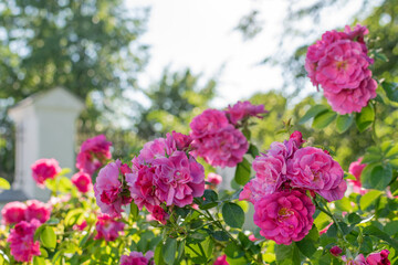 Obraz premium Bright large juicy scarlet roses in a summer sunny garden among green foliage