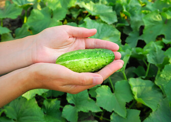 a woman picks young cucumbers at a vegetable farm. cultivation of cucumbers concept