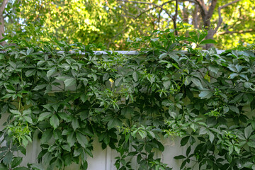 Fototapeta na wymiar A white wooden smooth fence with patterns is covered with a green climbing plant, ivy