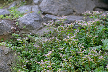 Small pink flowers and moss on large gray stones, cobblestones, landscaping