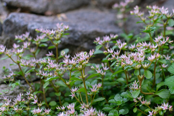 Small pink flowers and moss on large gray stones, cobblestones, landscaping