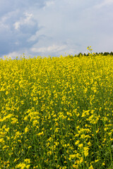 Obraz premium rapeseed field against a stormy sky