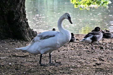Obraz premium A close up of a Mute Swan in a London park