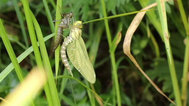 Frisch geschl&uuml;pfte Blaugr&uuml;ne Mosaikjungfer (Aeshna cyanea) auf der Exuvie