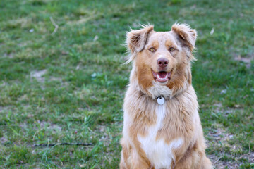Obraz premium portrait of beautiful dog looking in camera sitting in a field