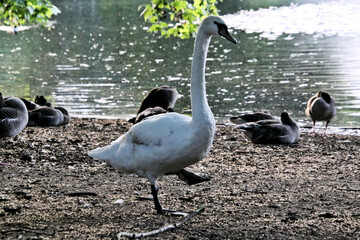 A close up of a Mute Swan in a London park
