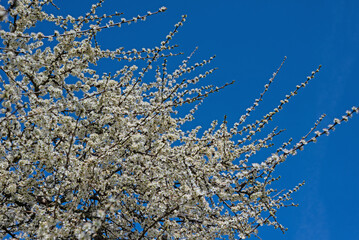 Blühener Schlehdorn, Prunus spinosa, im Frühling - obrazy, fototapety, plakaty