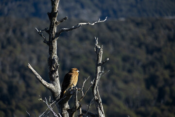 Patagonian Hawk