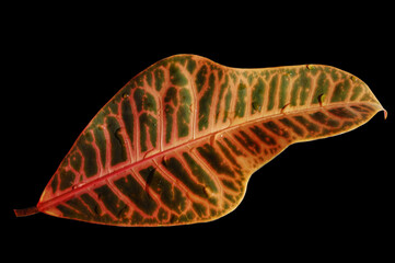 Bright isolated croton leaf on black background © Elizaveta