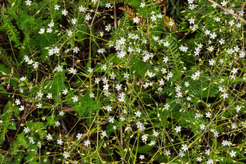 background of grass and small white flowers
