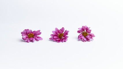 Dahlia flower isolated on a white background