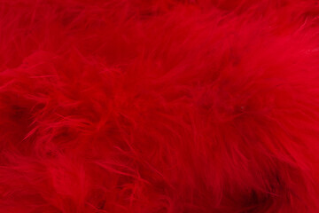 background of red swan fluff
