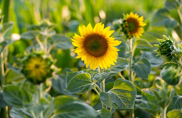 blooming sunflower