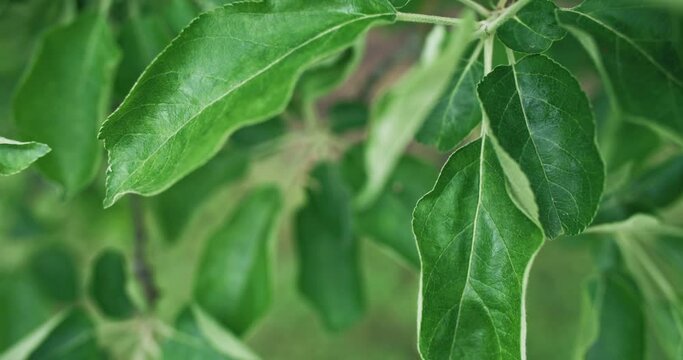 Garden foliage. Calm Summer nature. Ecology life. Closeup of apple tree green leaves swaying in wind on defocused background shot on RED Cinema camera.
