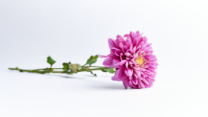 A beautiful dahlia flower isolated on white background