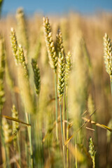 Fototapeta premium wheat field on a sunny day