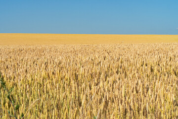 wheat field on a sunny day