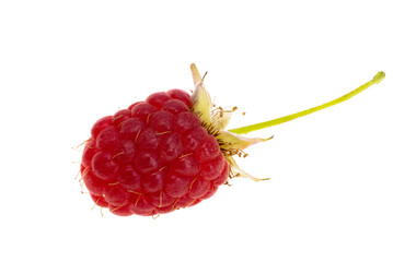 wild raspberry isolated