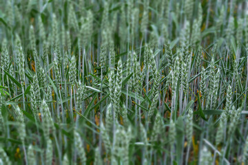 Panoramic sunset over a ripening wheat field