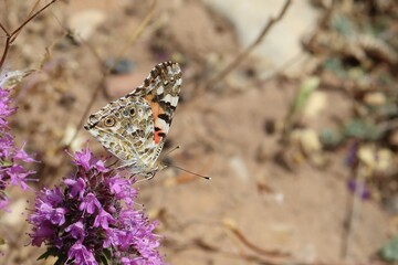Painted Lady Butterfly on Purple Flower