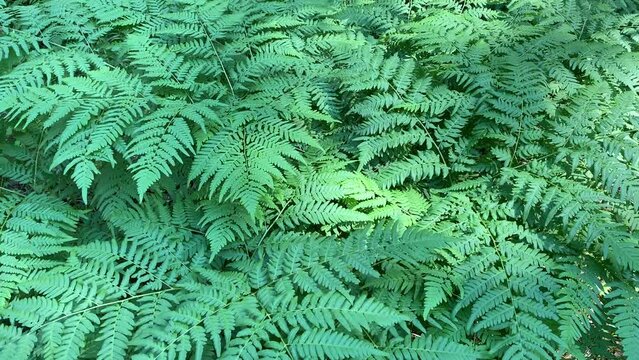 forest fern as natural background