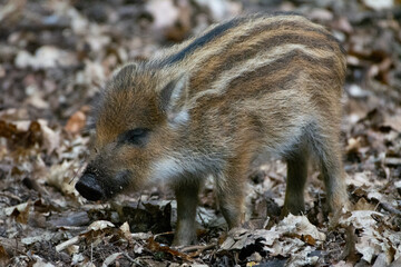 young wild boar in the forest
