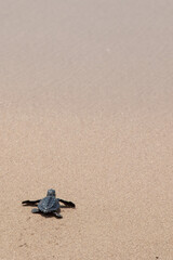 Save the Turtle