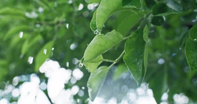 Spring rain. Wet foliage. Plant watering. Closeup of drops falling down on green apple tree leaves on bokeh light blur nature background shot on RED Cinema camera.