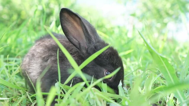 Charming little dark rabbit eats fresh juicy young grass on a green sunny meadow. Slow motion shot. European hare sitting in the grass .Symbol of Easter day