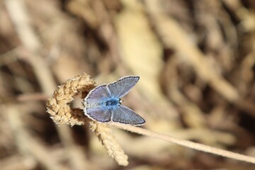 Common blue butterfly with open swings on a brown flower and background.