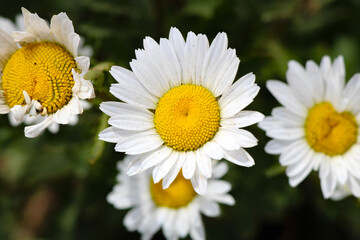 Fototapeta premium daisies in a garden