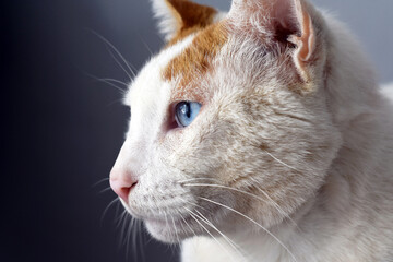 Blue Eyes White Big Cat Profile Portrait
