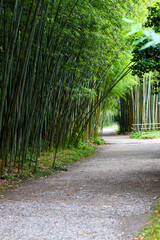 Walkway flanked on both sides with a bamboo forest