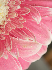 Pink gerbera close-up for natural background. Macro flower petals