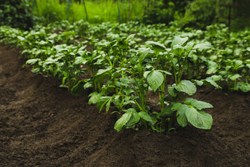 Small field with potatoes in the garden in summer close-up. Agriculture