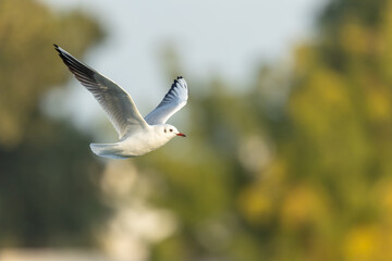 Black Headed Gull in winter plumage flying