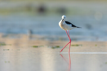 Black winged stilt in water