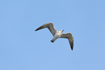 seagull in the sky